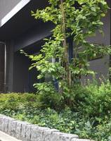 東京都墨田区立川4(マンション)の賃貸物件の外観