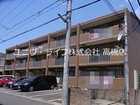 アムールカセイの外観