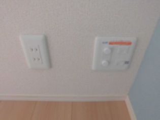 ルピナスの画像