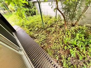 メープルの画像