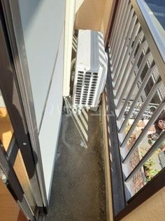 ハイツルピナスの画像