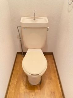 ヤングユーカリの画像