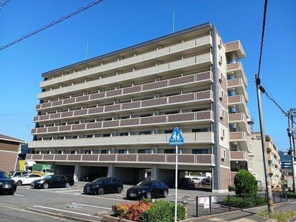 エヴァーグリーンNの画像