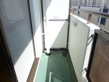 シロハイヌの画像