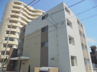 コオリナの画像