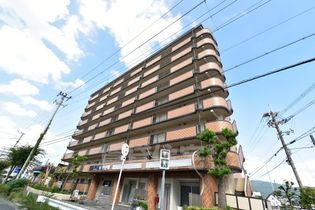 シロハイヌ今米の画像