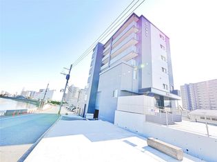 コスモス Mの画像